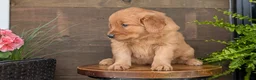 Golden Retriever dogs for sale: Carmen - Ad 4