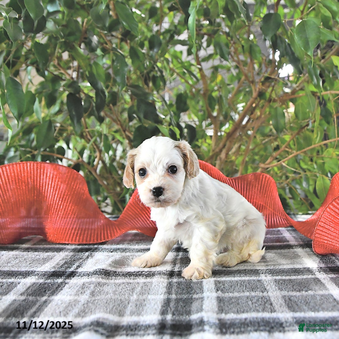 Cavapoo dogs for sale: Geneva - Ad 3