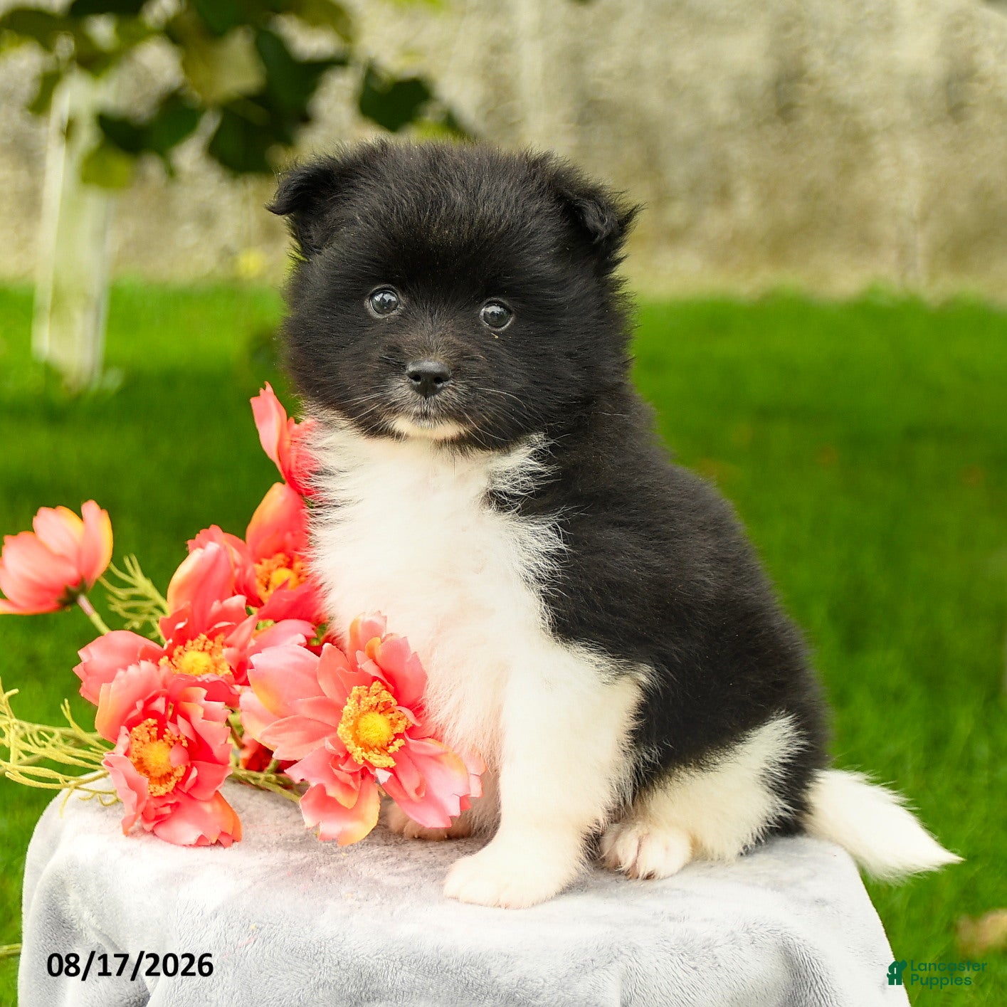 Pomeranian dogs Leila - Ad 2