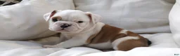 English Bulldog dogs for sale: Silvi - Ad 6