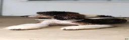 Standard Poodle dogs for sale: Standard Poodle 1 - Ad 6