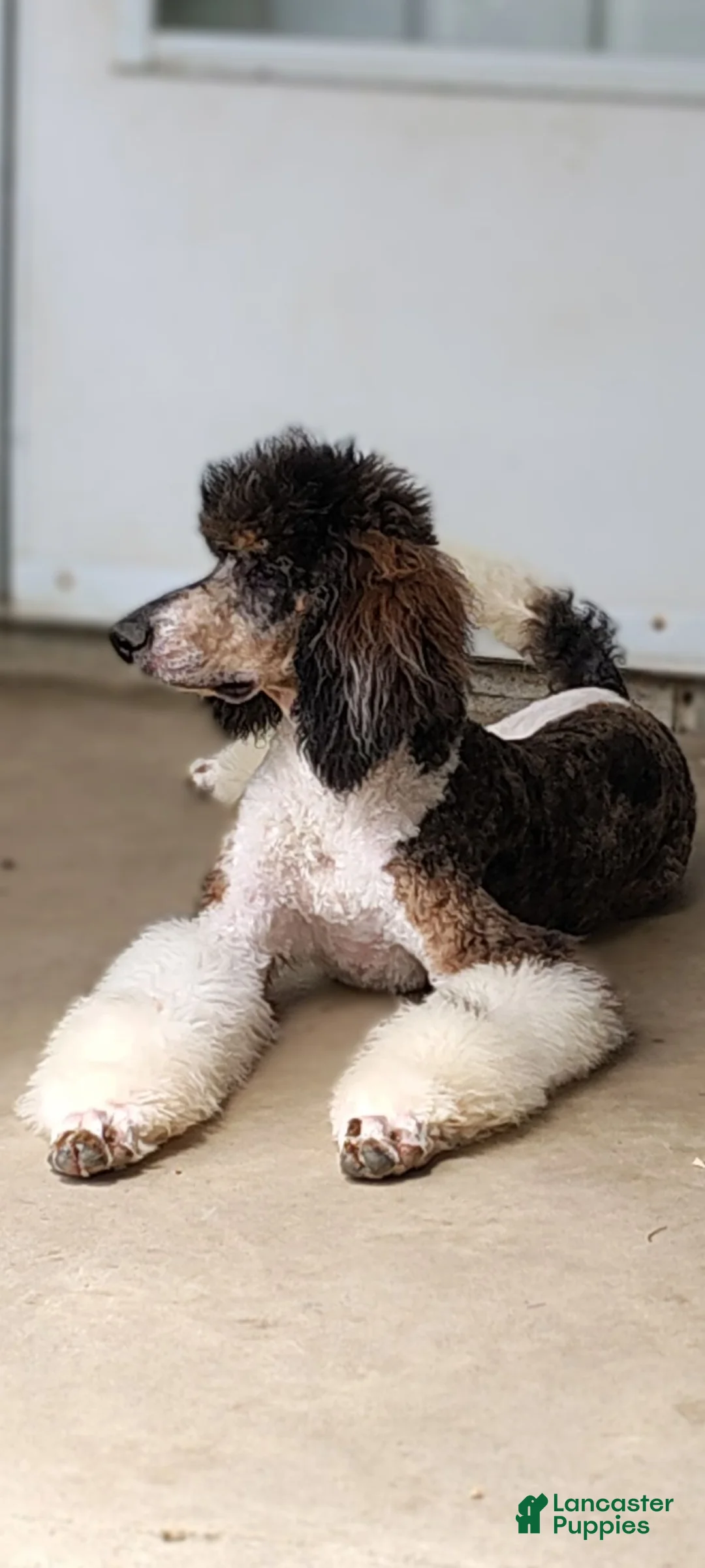 Standard Poodle dogs for sale: Standard Poodle 1 - Ad 6