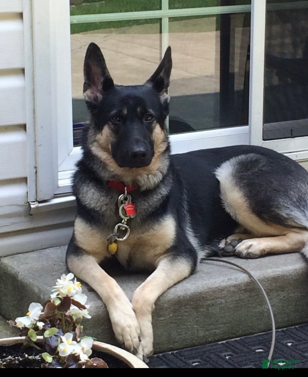 German Shepherd dogs for sale: King - Ad 2