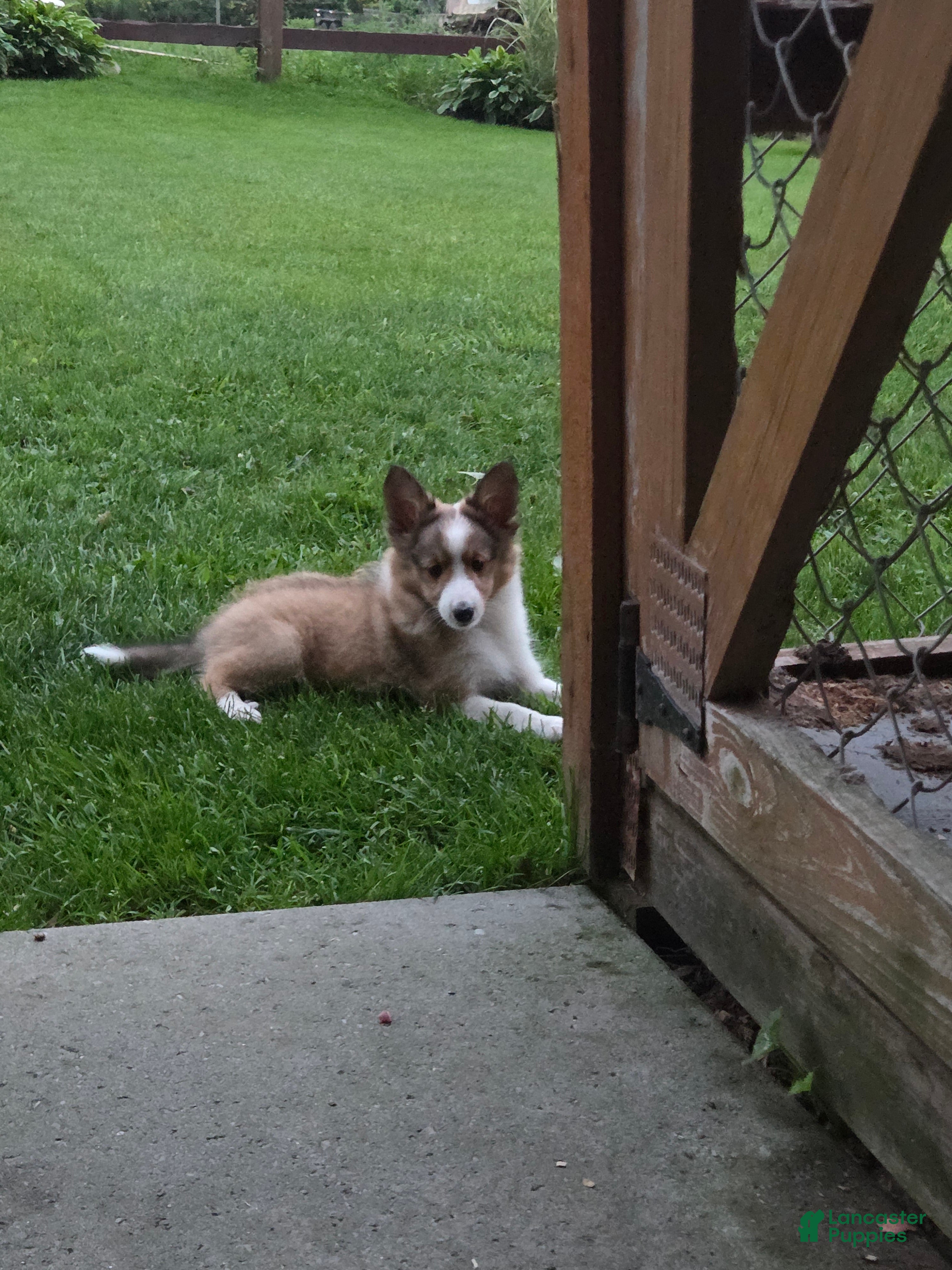 Shetland Sheepdog dogs Toby - Ad 24