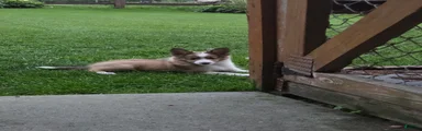 Toby