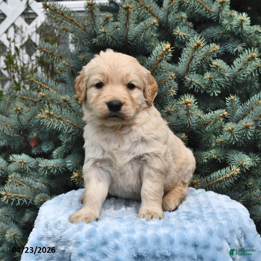 Golden Retriever dogs Teddy - Ad 1