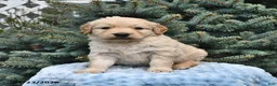 Golden Retriever dogs for sale: Teddy - Ad 1