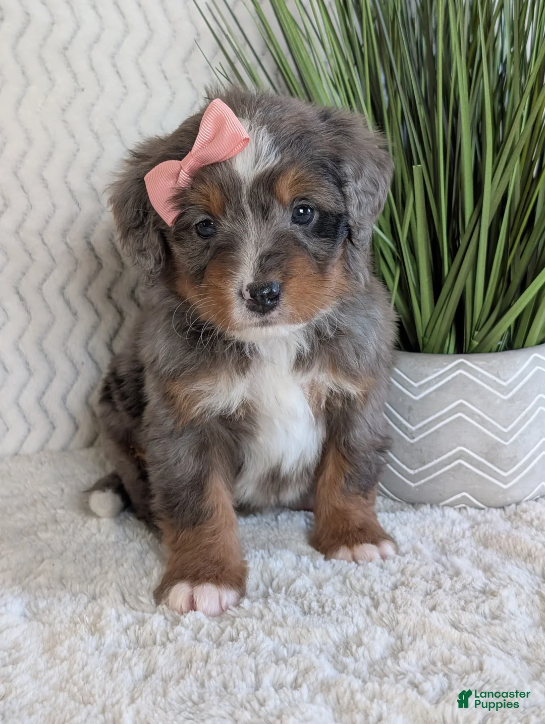 Mini Bernedoodle dogs for sale: Mini Pearl  - Ad 2