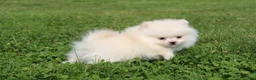 Pomeranian dogs for sale: Mochi - Ad 6