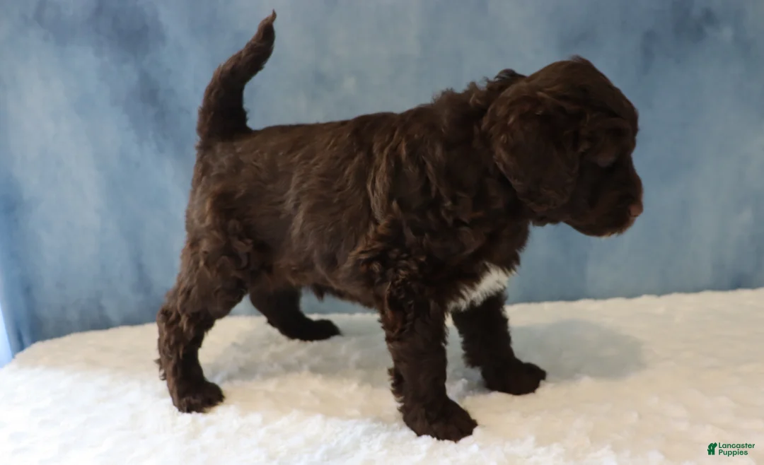 Portuguese Water Dog dogs for sale: Sierra - Ad 2