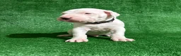 Dogo Argentino dogs for sale: Black male  - Ad 5
