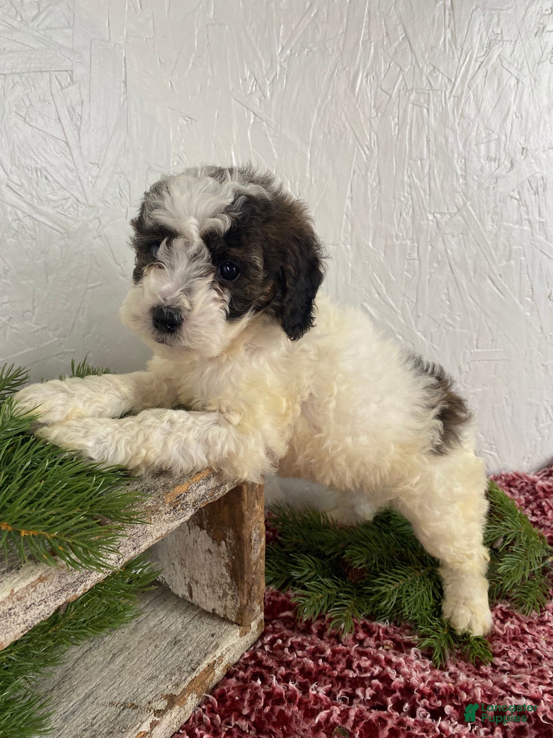 Cockapoo dogs for sale: Hunter - Ad 5