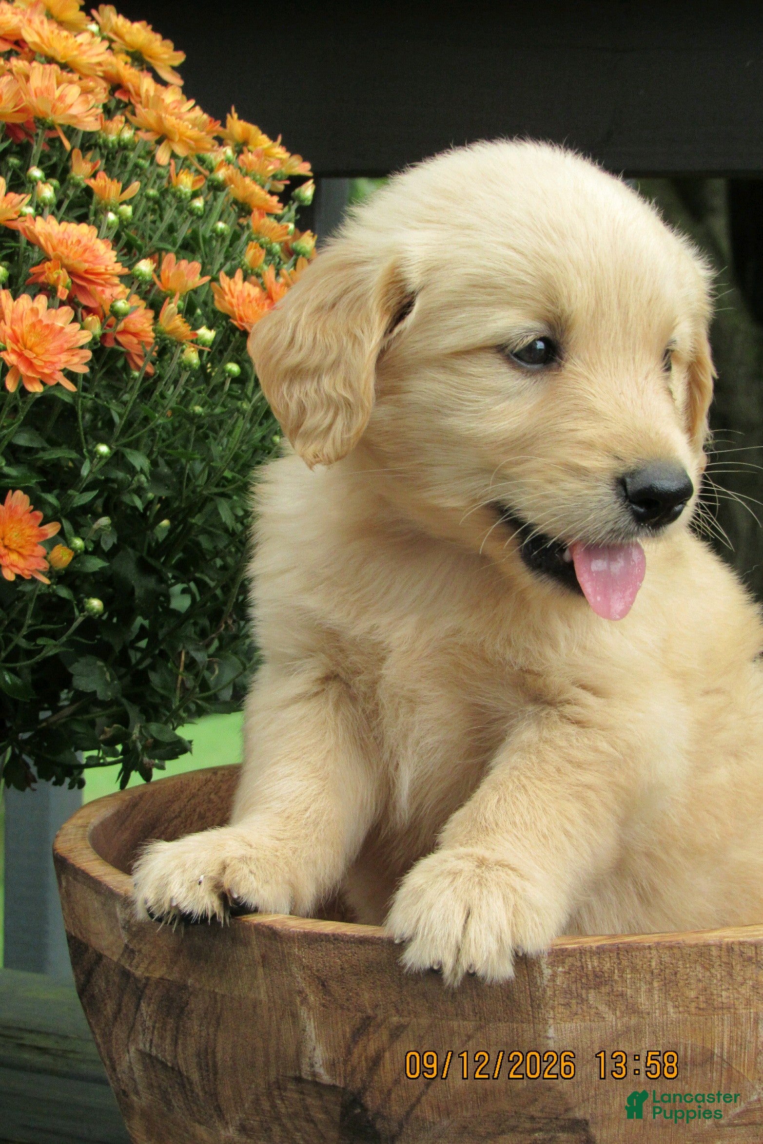 Golden Retriever dogs Golden Retriever 4 Jingle - Ad 3