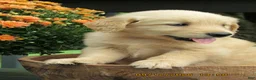 Golden Retriever dogs for sale: Golden Retriever 4 Jingle - Ad 1