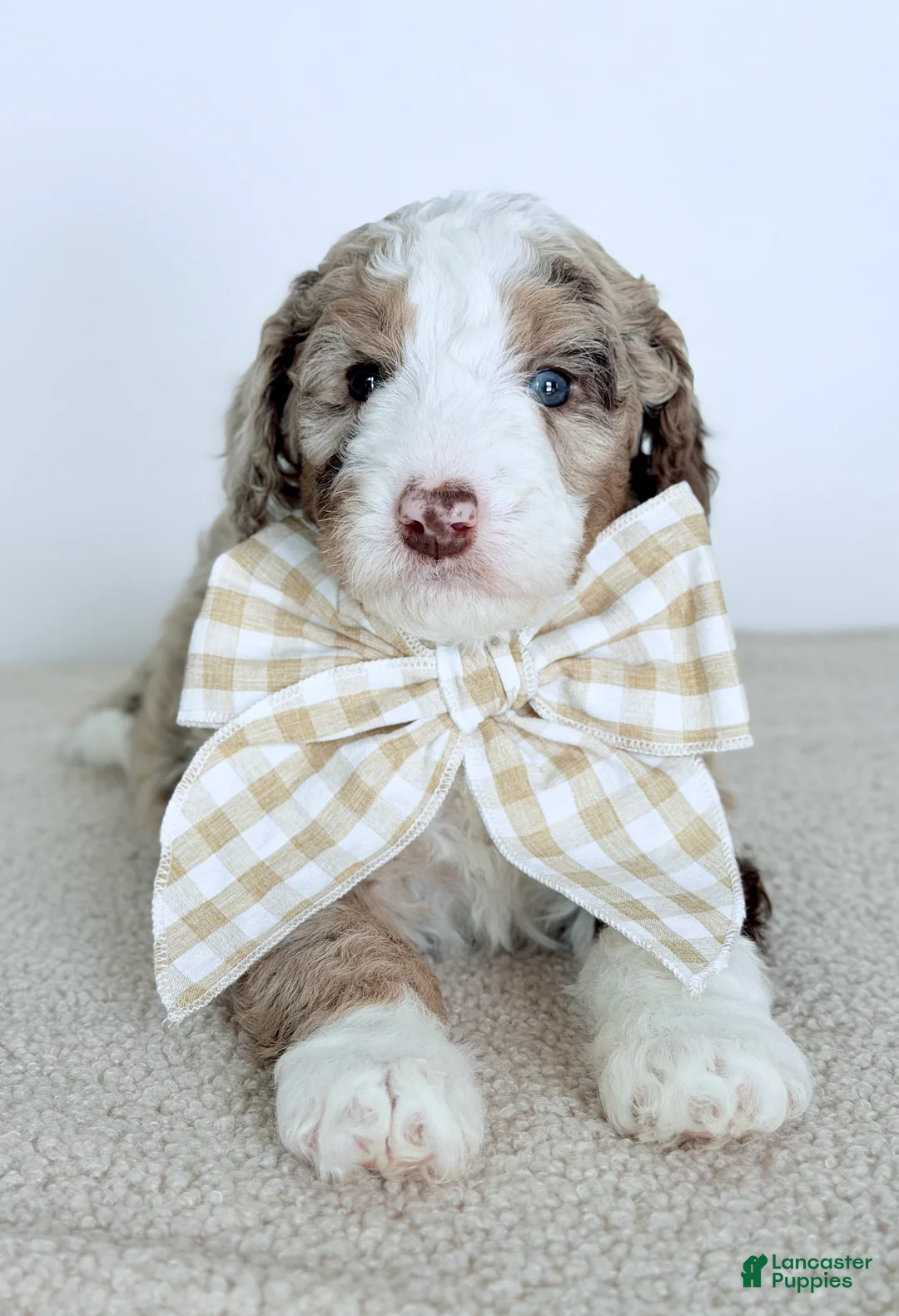 Bernedoodle dogs for sale: Mercy - Ad 6