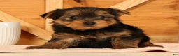 Yorkshire Terrier dogs for sale: Vinnie - Ad 4