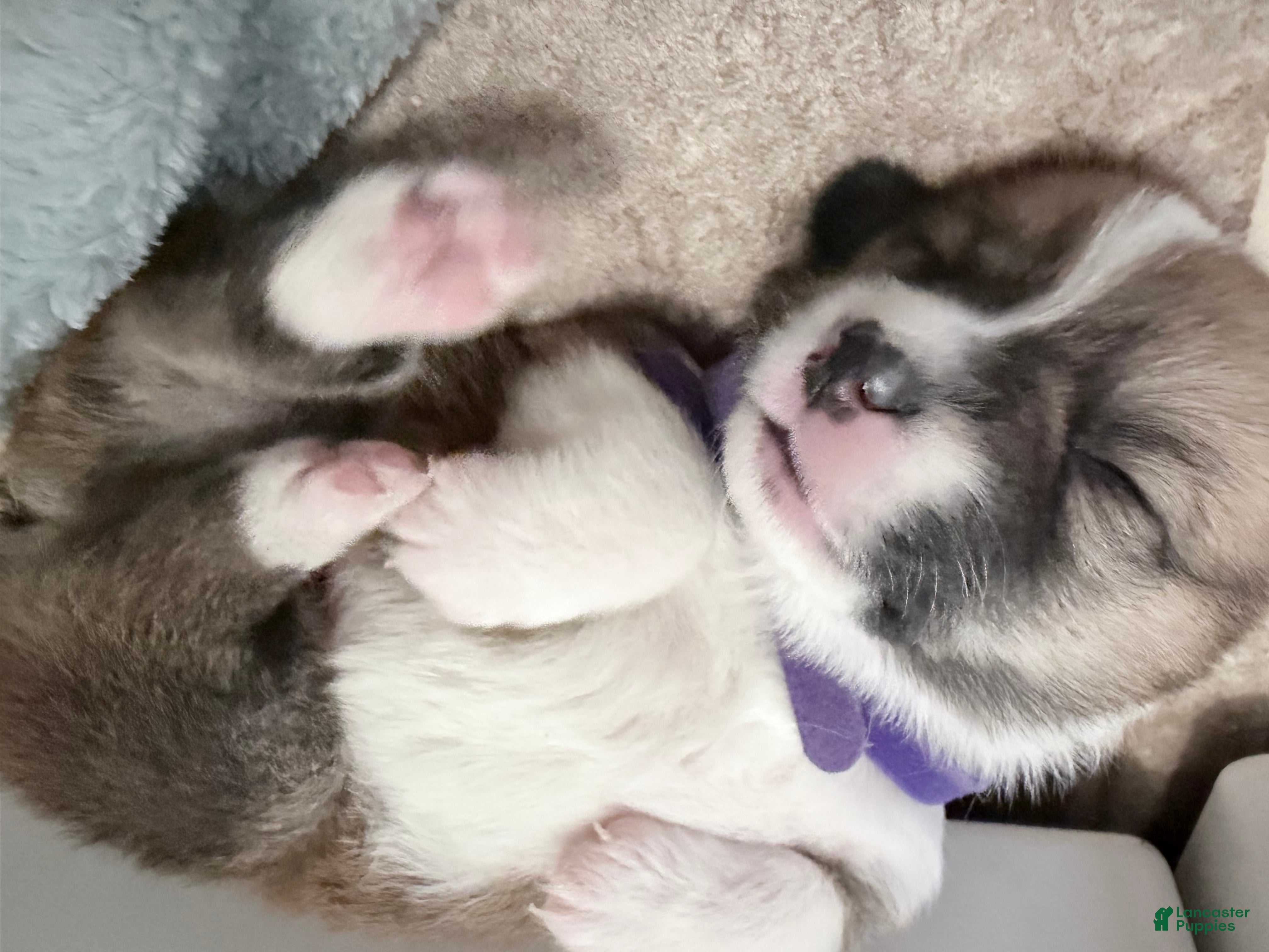 Welsh Corgi Pembroke dogs Welsh Corgi Pembroke Puppy purple collar  - Ad 15