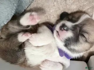 Welsh Corgi Pembroke dogs Welsh Corgi Pembroke Puppy purple collar - Ad 4