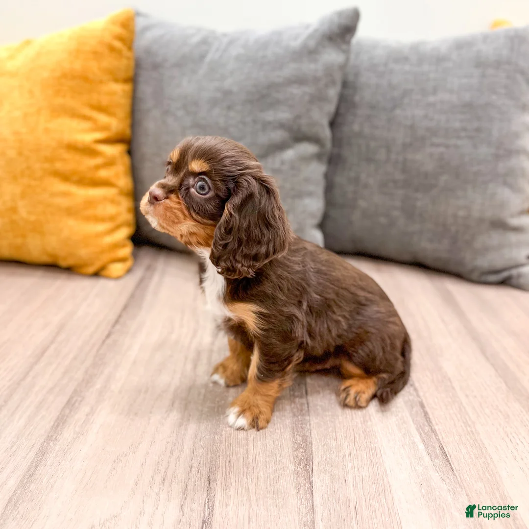 Cavalier King Charles Spaniel dogs for sale: Mudslide - Ad 4
