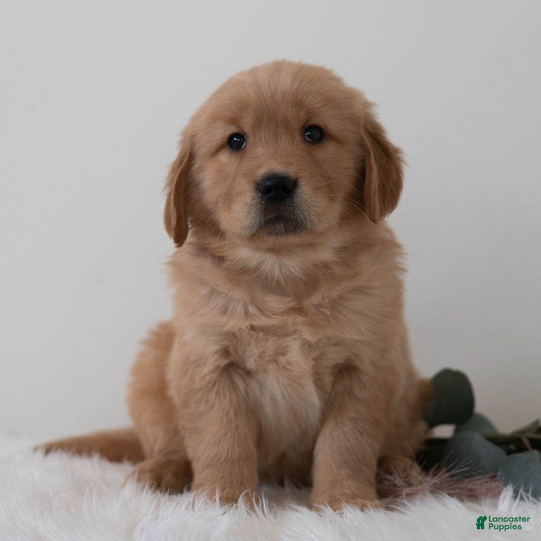 Golden Retriever dogs for sale: Samson  - Ad 3