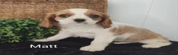Cavalier King Charles Spaniel dogs for sale: Mike - Ad 16