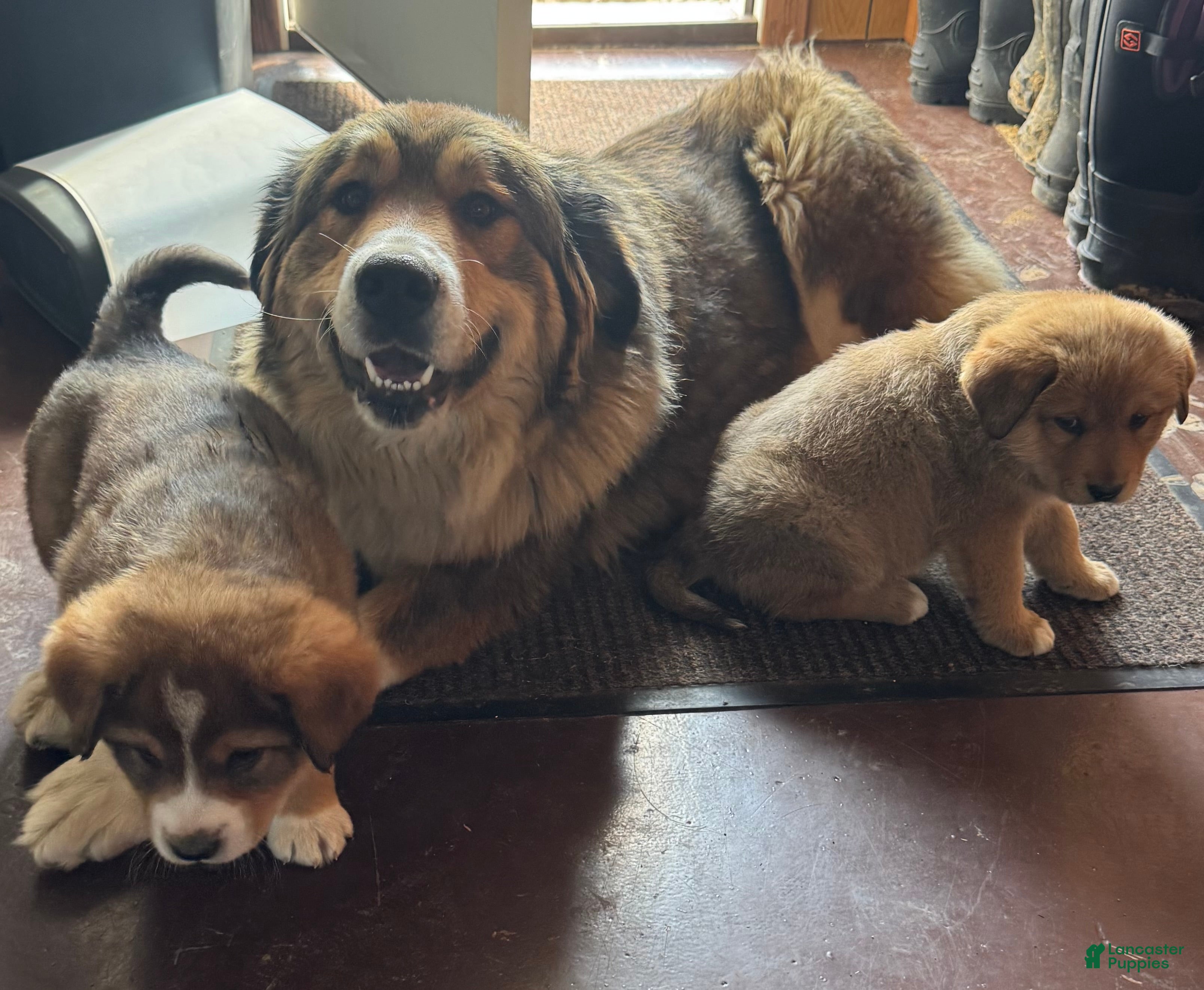 Mixed Breed dogs Jasper - Ad 2