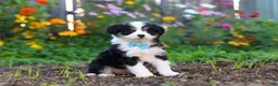 Mixed Breed dogs for sale: Oakley - Ad 3