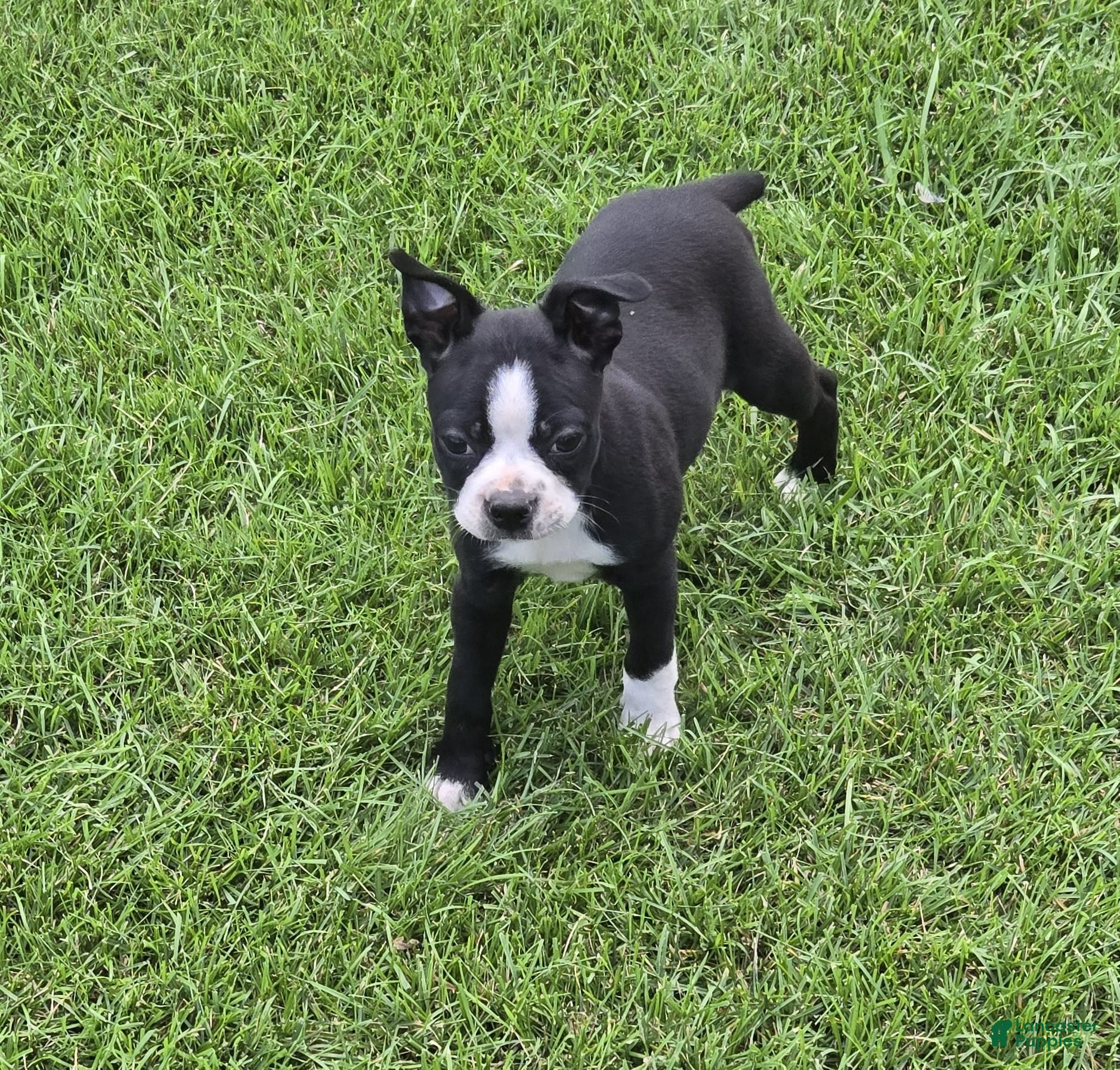 Boston Terrier dogs Dax  - Ad 28