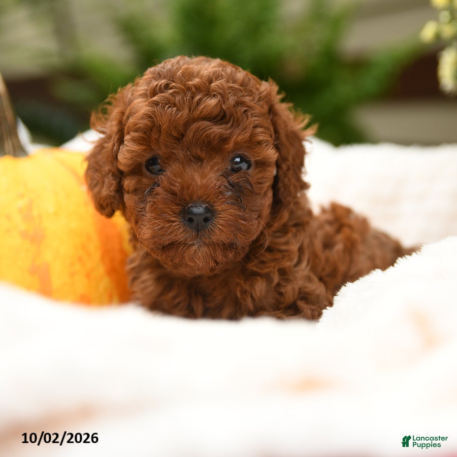 Toy Poodle dogs Sugar - Ad 2