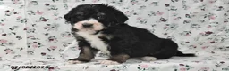Bernedoodle dogs for sale: Bobby - Ad 3