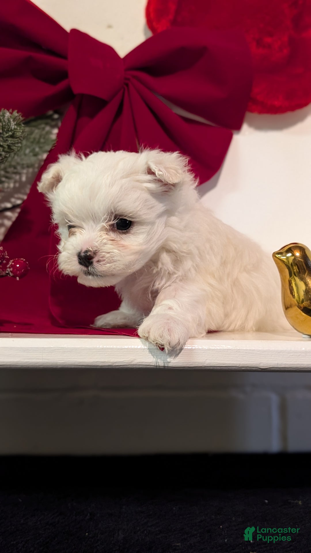 Maltese dogs for sale: King - Ad 8