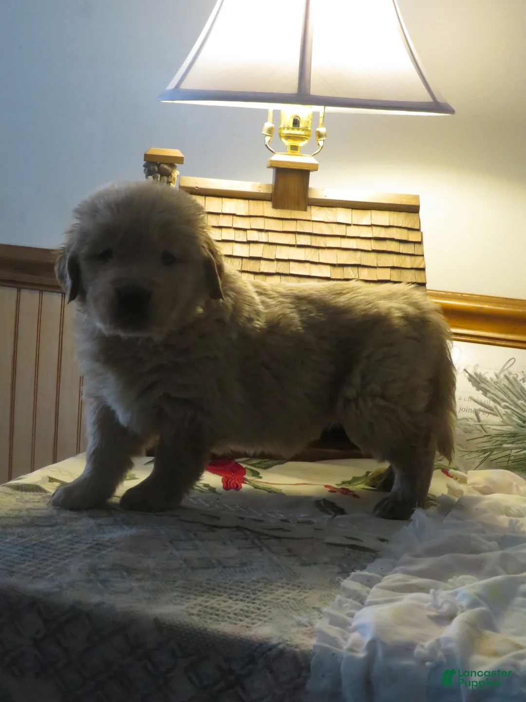 Golden Retriever dogs for sale: TYSON - CHAMPION LINE - Ad 1