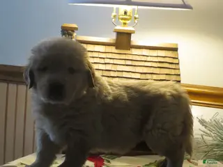 Golden Retriever dogs TYSON - CHAMPION LINE - Ad 18