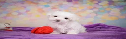 Maltese dogs for sale: Peanut - Ad 9