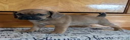 Puggle dogs for sale: Kenzie  - Ad 5