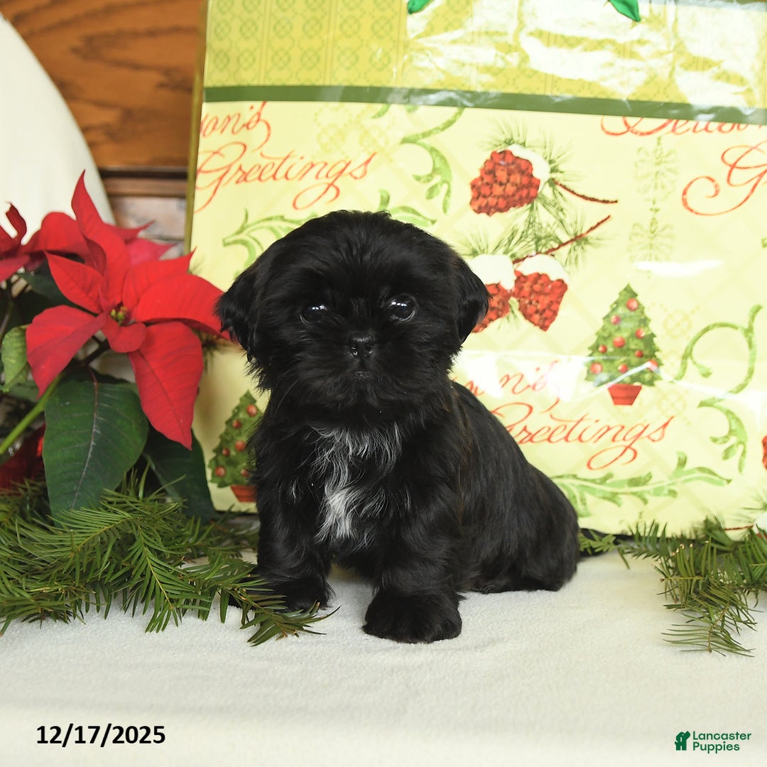 Shih Tzu dogs for sale: Graham - Ad 1