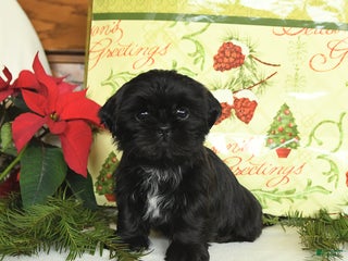 Shih Tzu dogs Graham - Ad 21