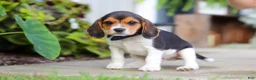 Beagle dogs for sale: Asher - Ad 7