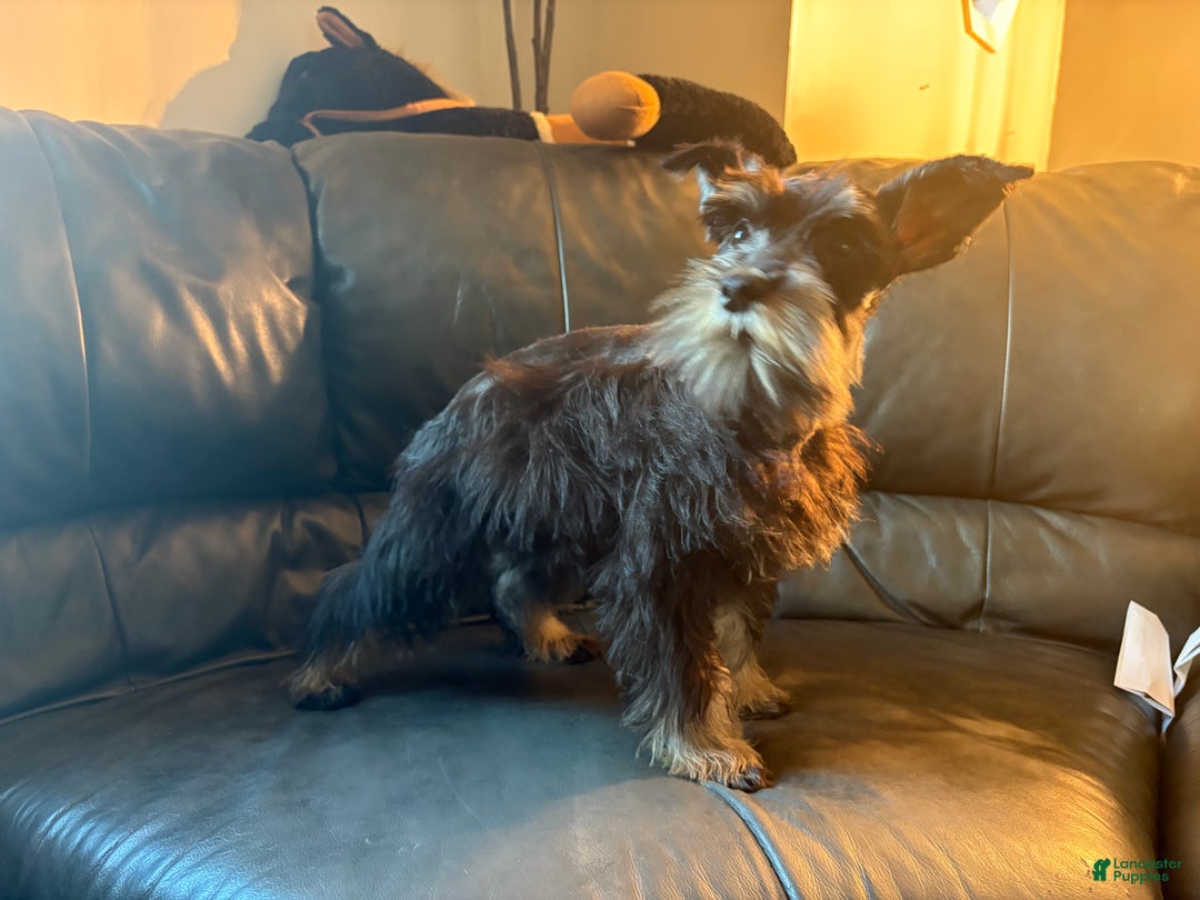 Miniature Schnauzer dogs for sale: Pepe - Ad 2