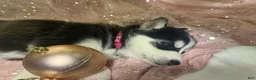 Siberian Husky dogs for sale: Rebekah - Ad 2