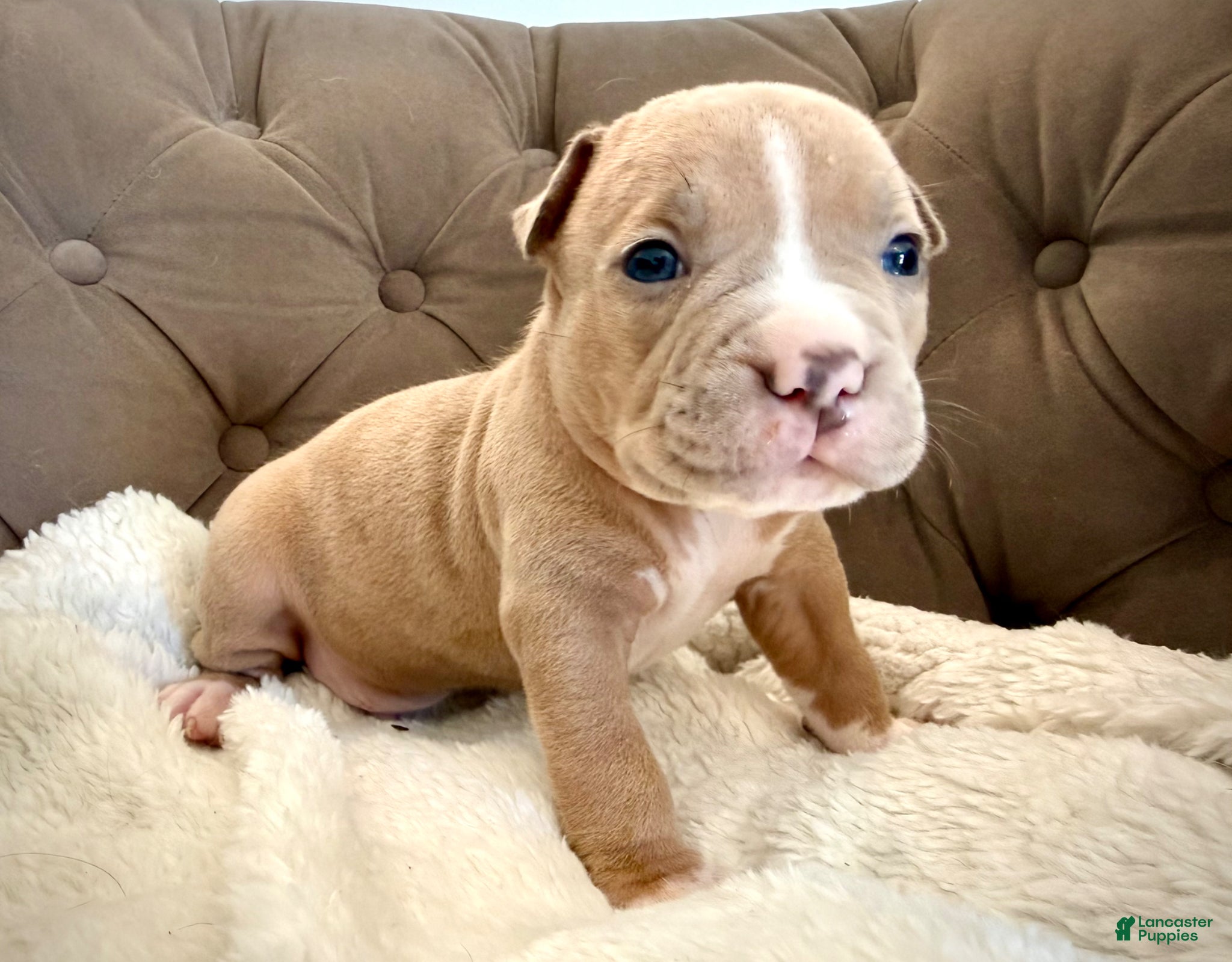 American Bully dogs Duke - XL American Bully Puppy  - Ad 32