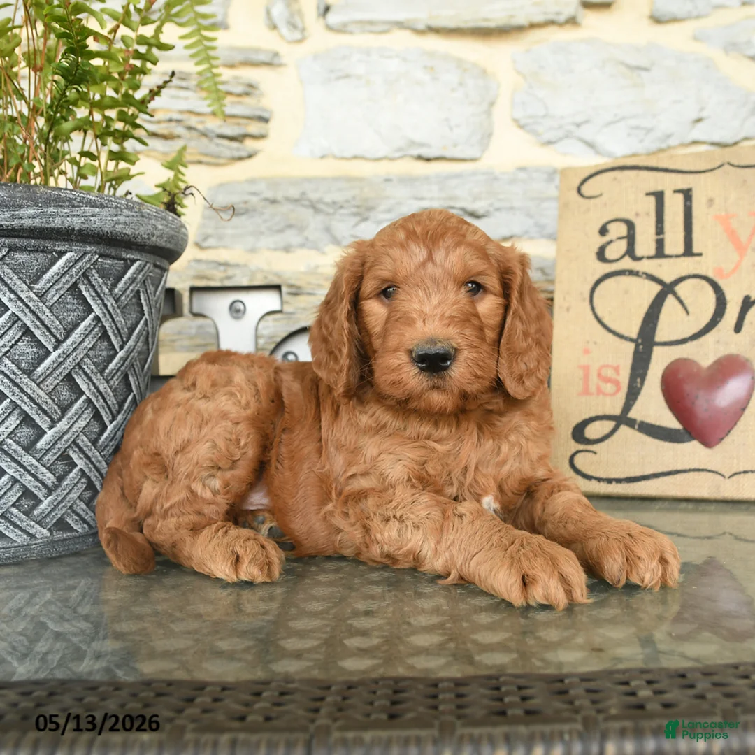 Goldendoodle dogs for sale: Jake - Ad 2