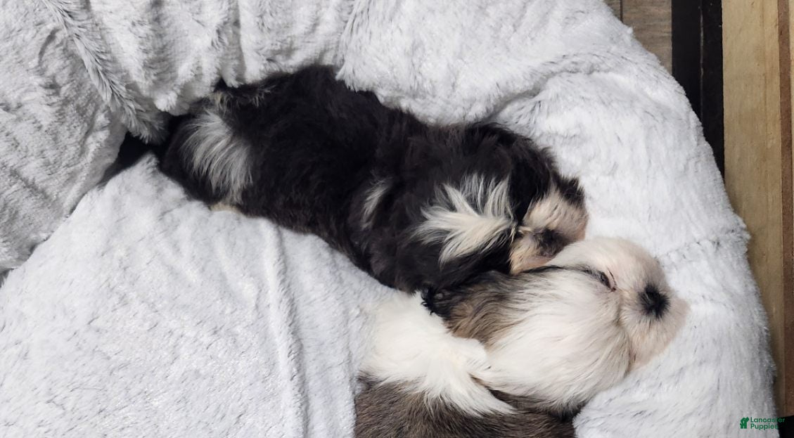 Shih Tzu dogs Shih Tzu Puppy 3 - Ad 10