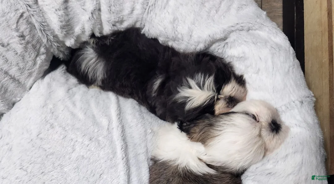 Shih Tzu dogs for sale: Shih Tzu Puppy 3 - Ad 1