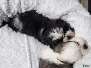 Shih Tzu dogs Shih Tzu Puppy 3 - Ad 10