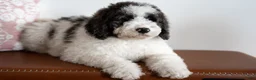 Bernedoodle dogs for sale: Daphne - Ad 5