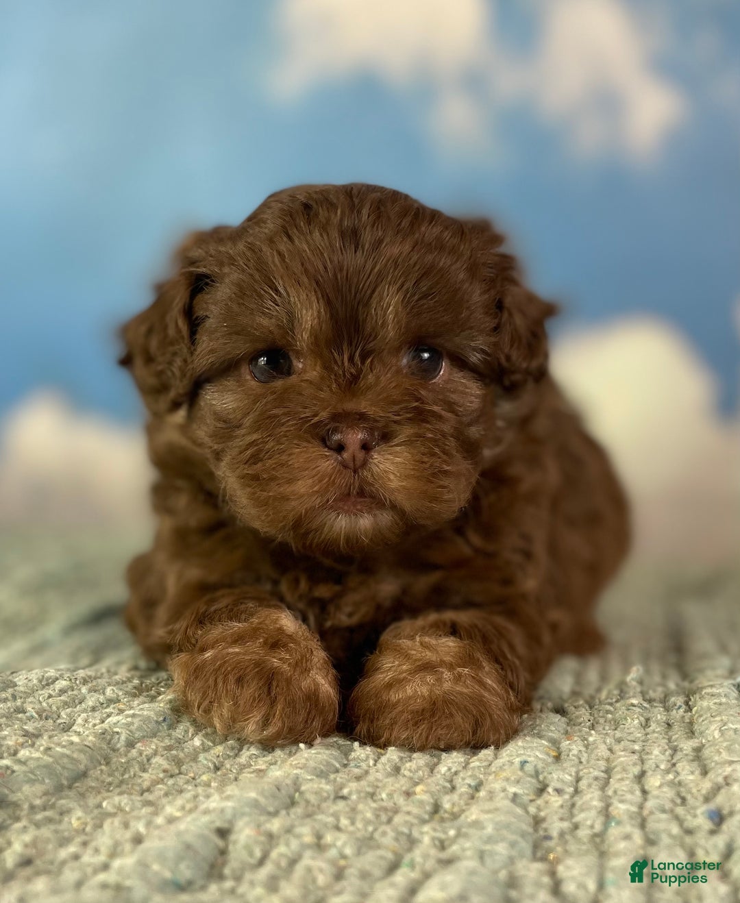 Mixed Breed dogs for sale: Mocha - Ad 1