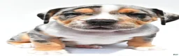 Beabull dogs for sale: Carson - Ad 5