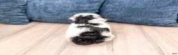 Yorkiepoo dogs for sale: Benson - Ad 5