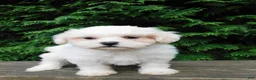 Teddy Bear dogs for sale: Kenton - Ad 4